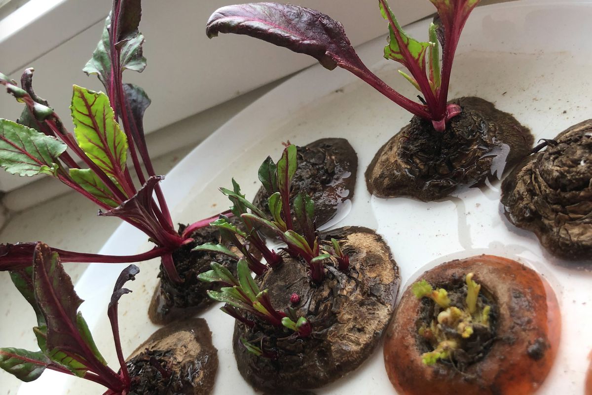 Как вырастить зелень дома зимой: простые способы без земли и семян