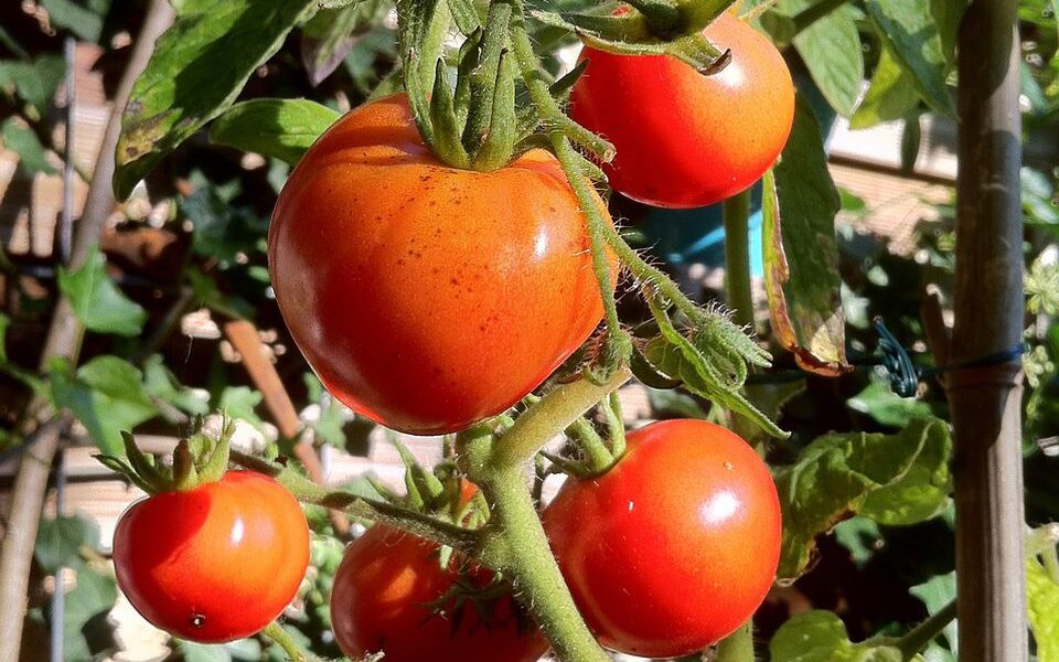 Секреты богатого урожая помидоров: советы для дачниц