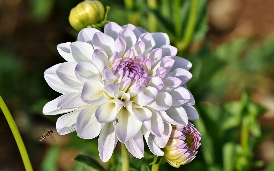 Выращиваем георгины: советы и секреты пышного цветения для вашей клумбы