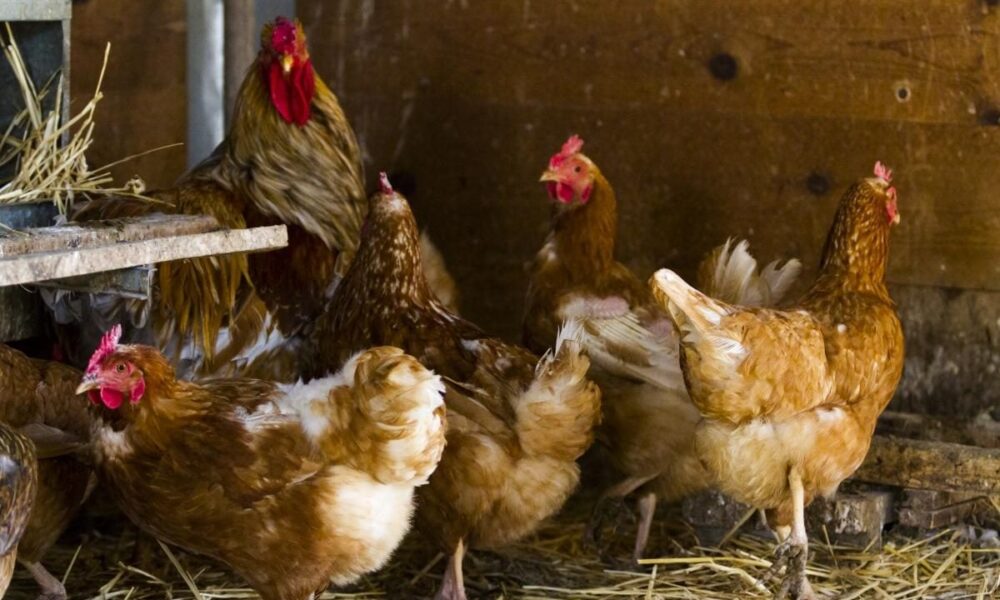 Несет ли курица яйца без петуха: все, что нужно знать хозяйке