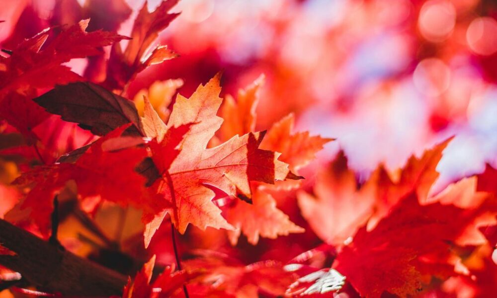 Именины в сентябре: как поздравить с Днем ангела