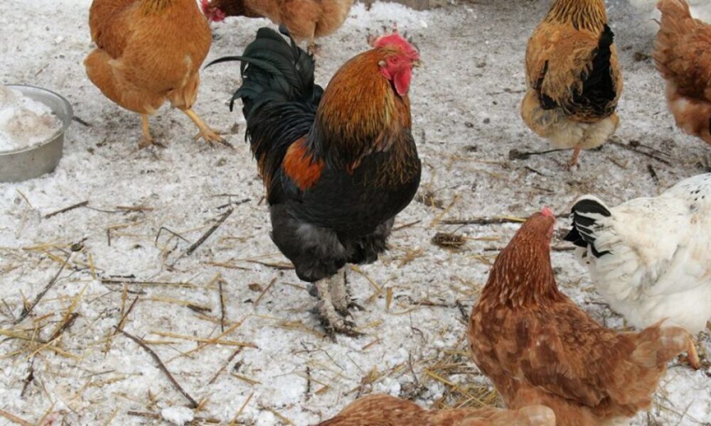 Как увеличить яйценоскость кур зимой: советы и хитрости для хозяек