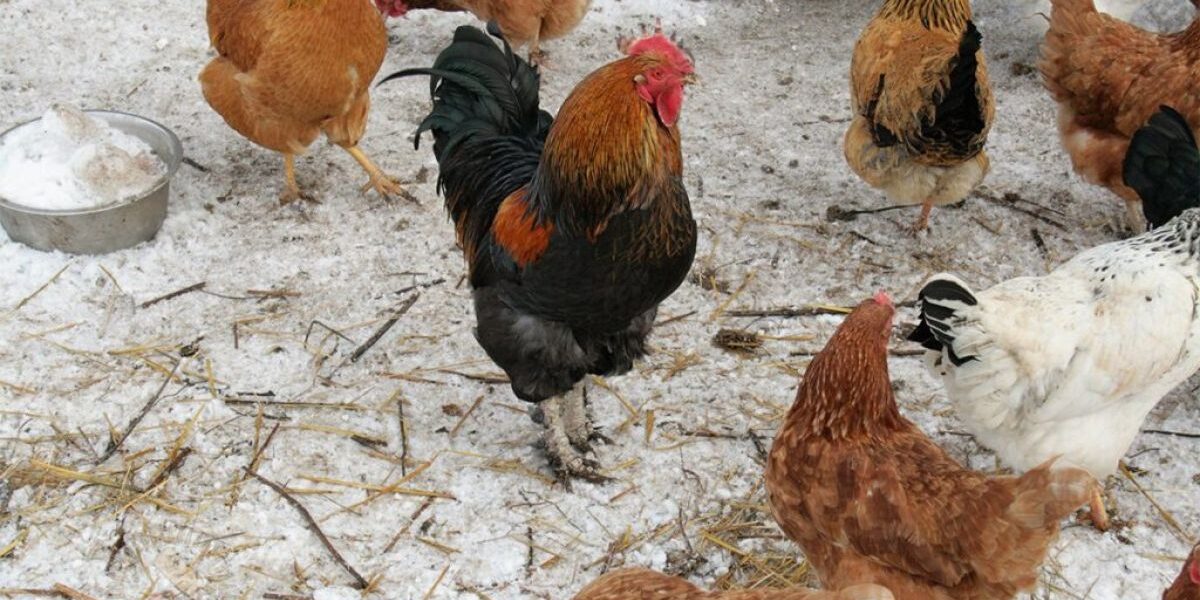 Как увеличить яйценоскость кур зимой: советы и хитрости для хозяек