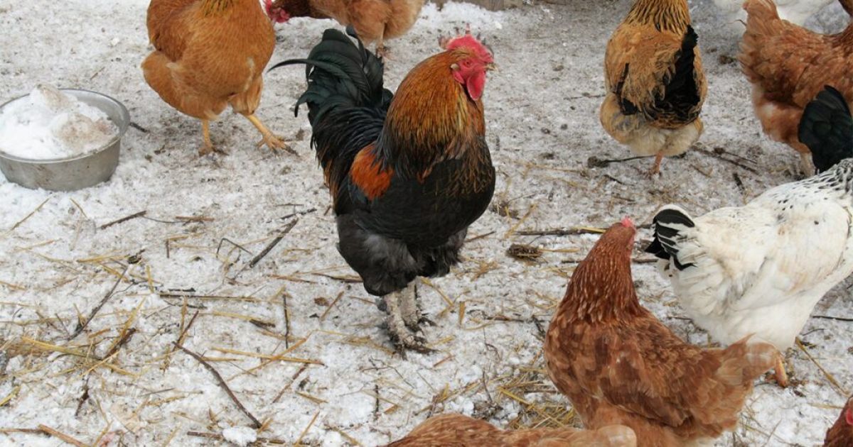 Как увеличить яйценоскость кур зимой: советы и хитрости для хозяек