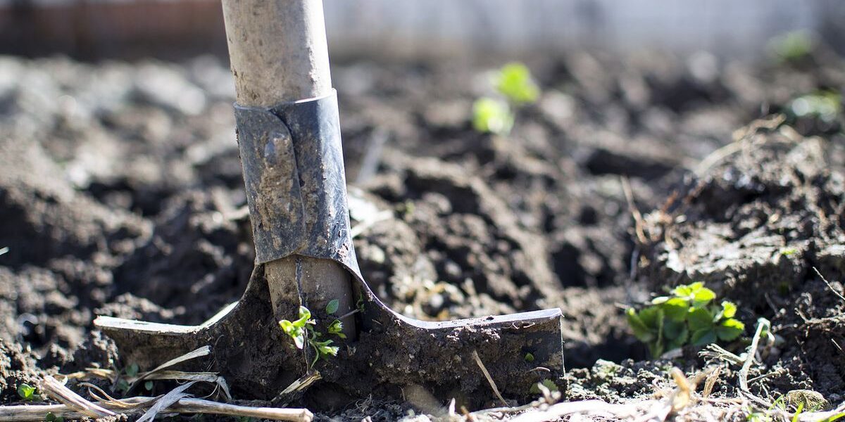 Сидераты осенью: перекапывать или оставлять? Советы хозяйкам