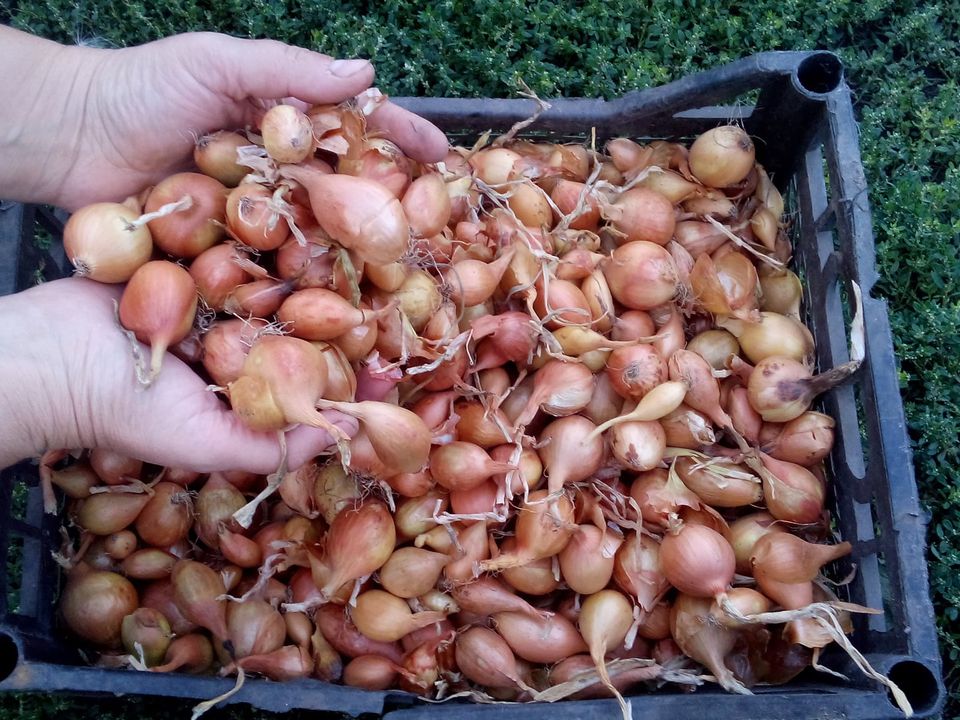 Секреты богатого урожая: замачиваем лук-севок правильно