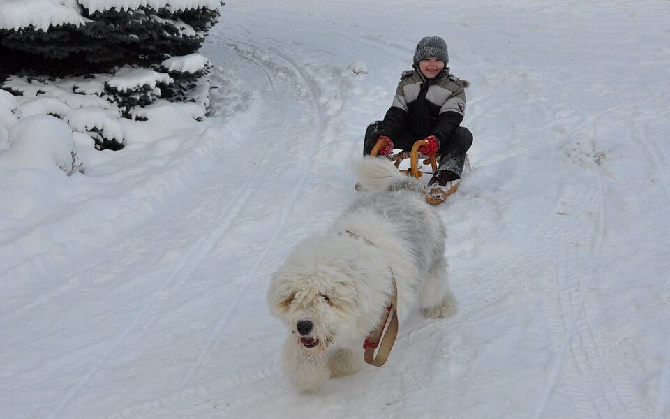 Когда не стоит заводить питомца ребенку: 3 важных признака