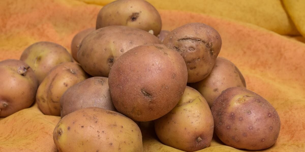 Как сохранить картофель от прорастания: простые советы для хозяйки
