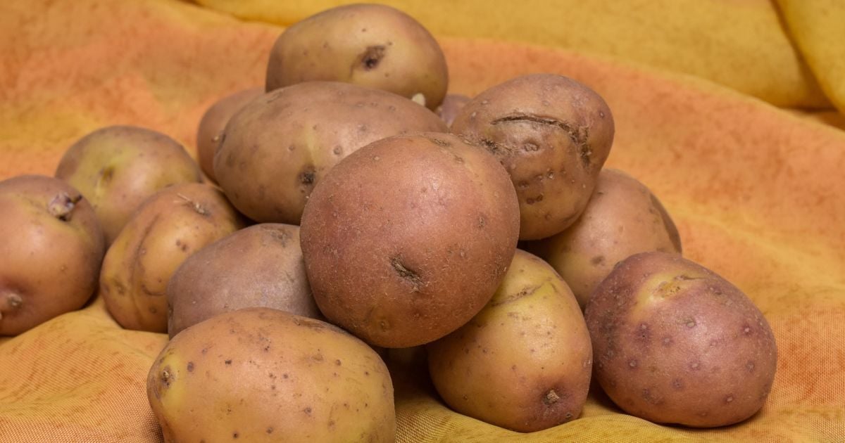 Как сохранить картофель от прорастания: простые советы для хозяйки