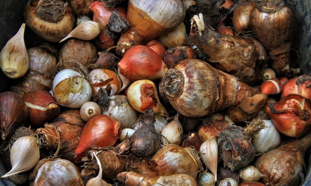 Как сохранить луковицы и корневища растений зимой: советы для хозяйки