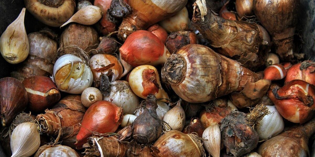 Как сохранить луковицы и корневища растений зимой: советы для хозяйки