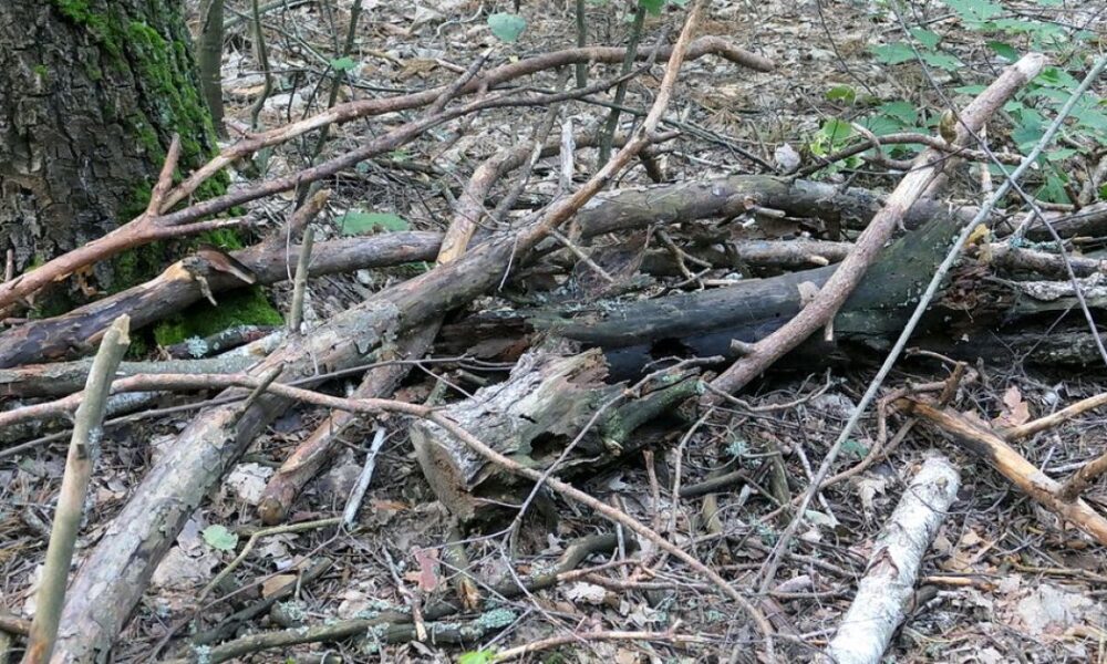 Заготовка дров своими руками: можно ли собирать сухостой в лесу и как это сделать правильно