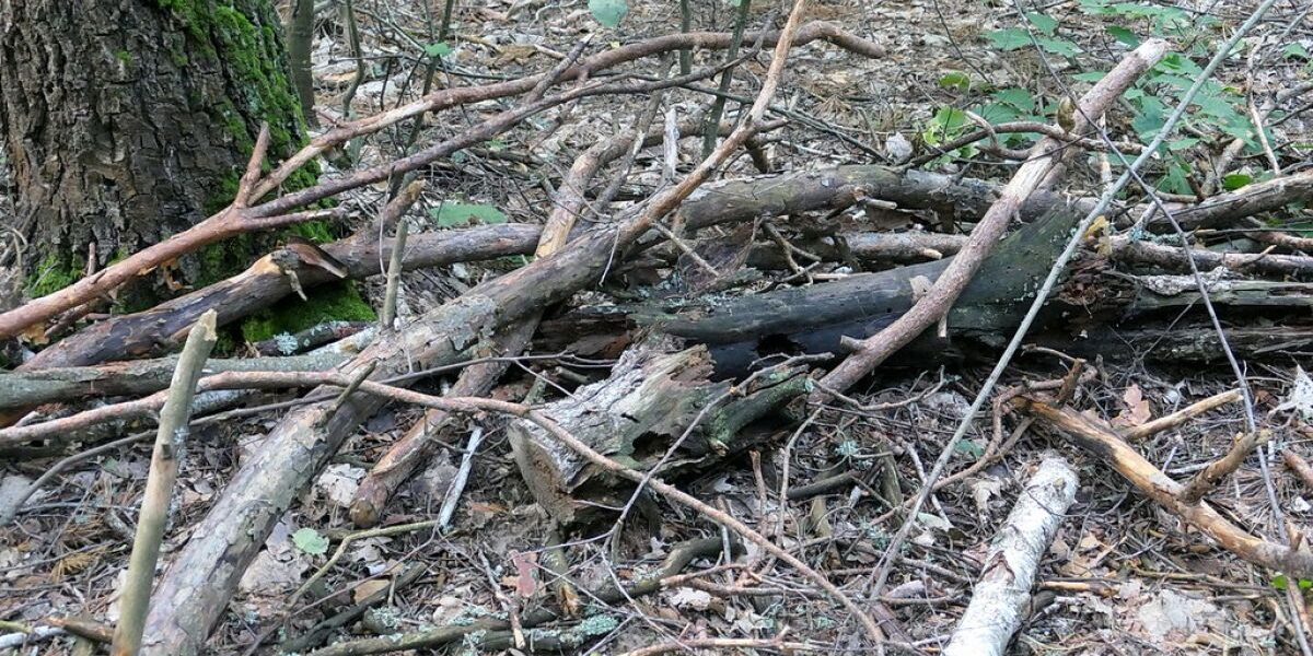 Заготовка дров своими руками: можно ли собирать сухостой в лесу и как это сделать правильно