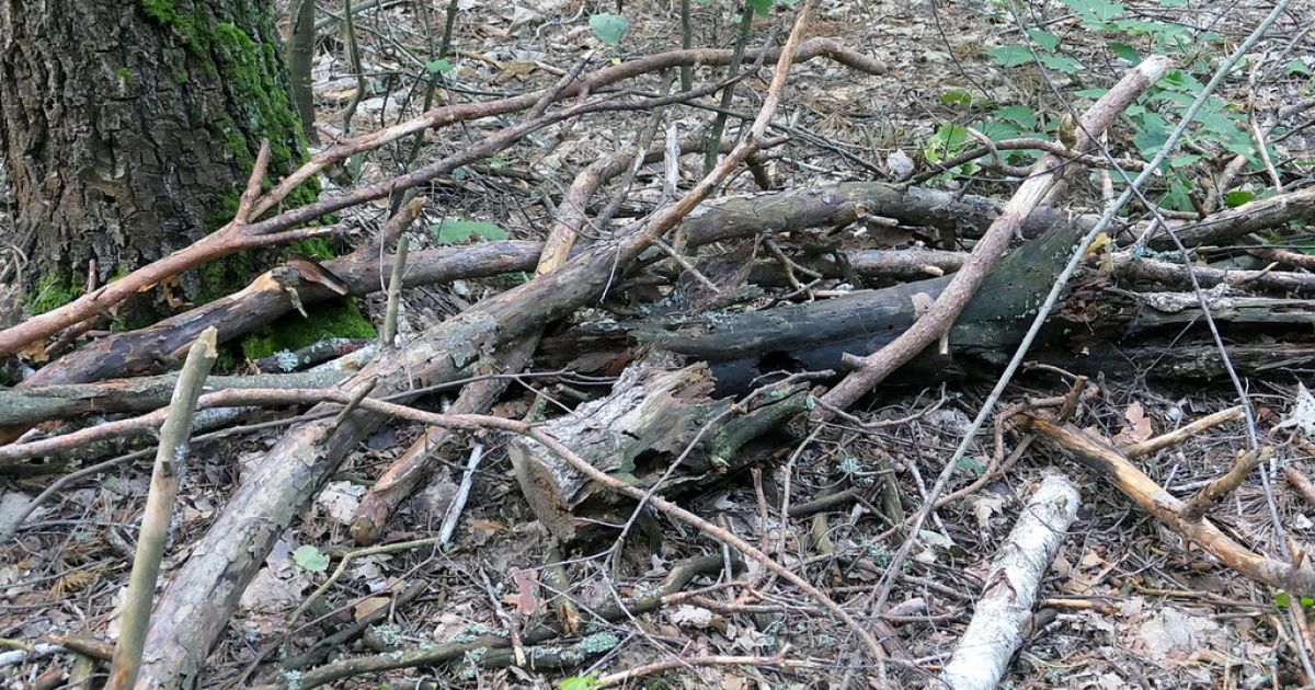 Заготовка дров своими руками: можно ли собирать сухостой в лесу и как это сделать правильно