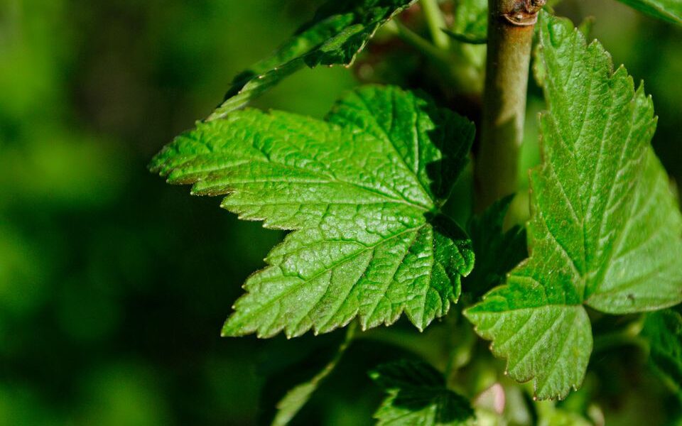 Размножение кустарников зимой: советы садоводам для богатого урожая