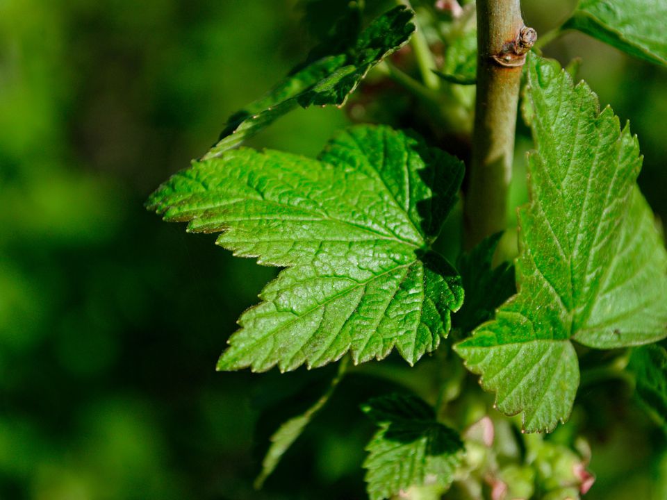 Размножение кустарников зимой: советы садоводам для богатого урожая