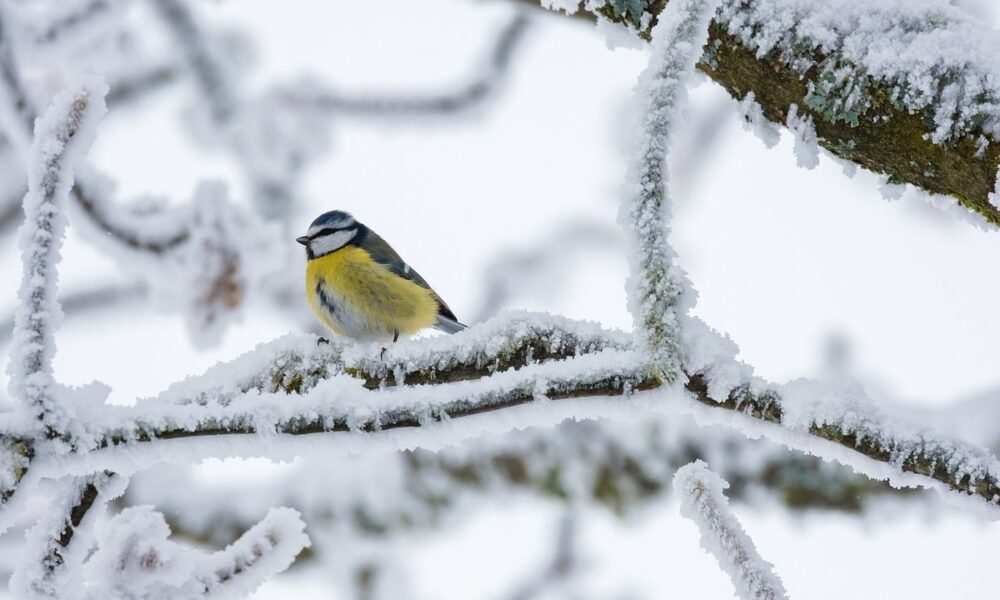 Зимняя защита сада: полезные советы для хозяек