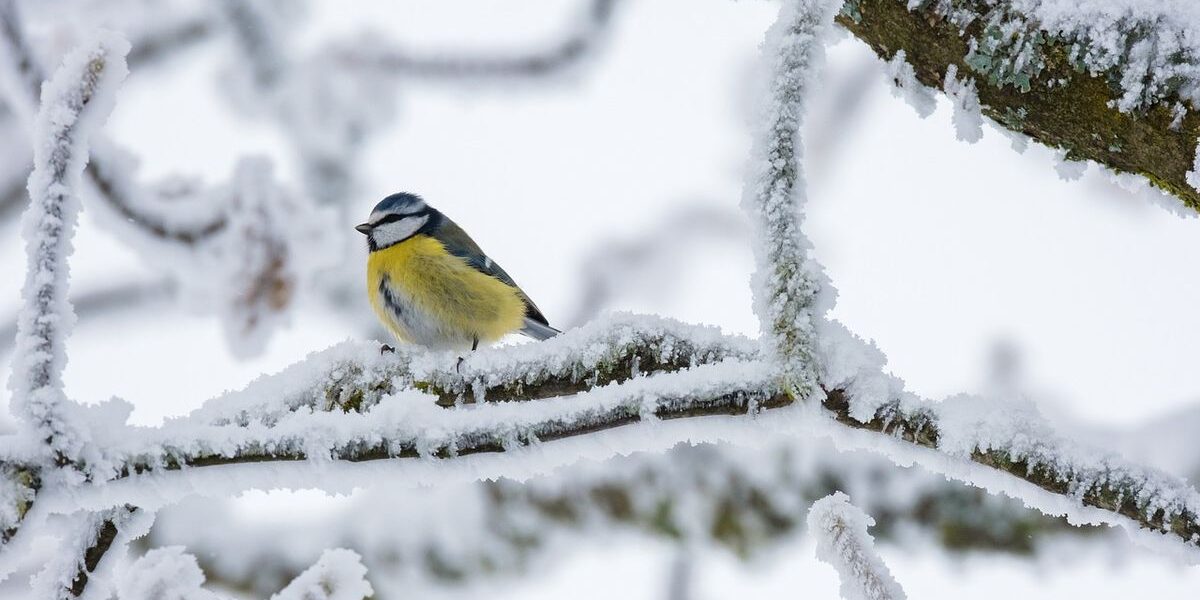 Зимняя защита сада: полезные советы для хозяек