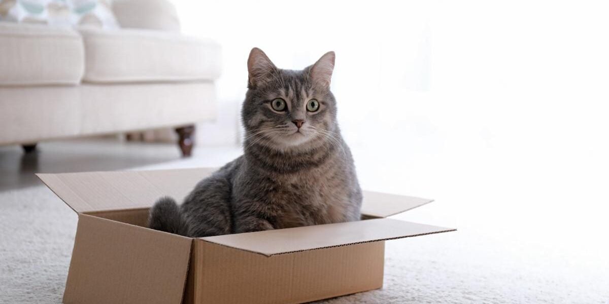 Почему кошка бегает по дому: причины и что делать