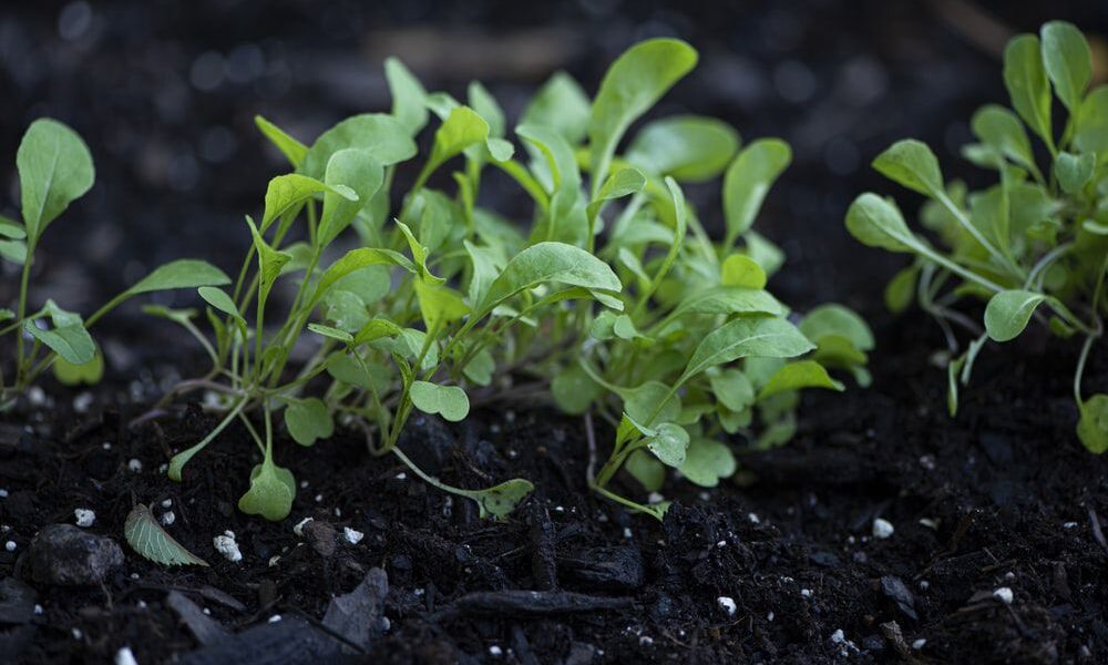 Что посадить в апреле: советы для дачниц и огородниц
