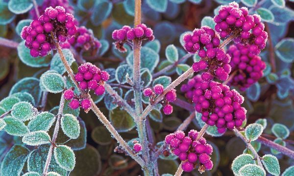 Калликарпа: выращивание и уход за декоративным кустарником в саду