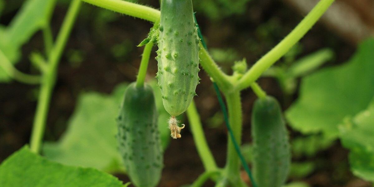 Осторожно, огород! Эти удобрения погубят ваши огурцы