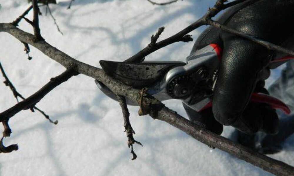 Обрезка деревьев зимой: советы для начинающих садоводов, чтобы сохранить сад