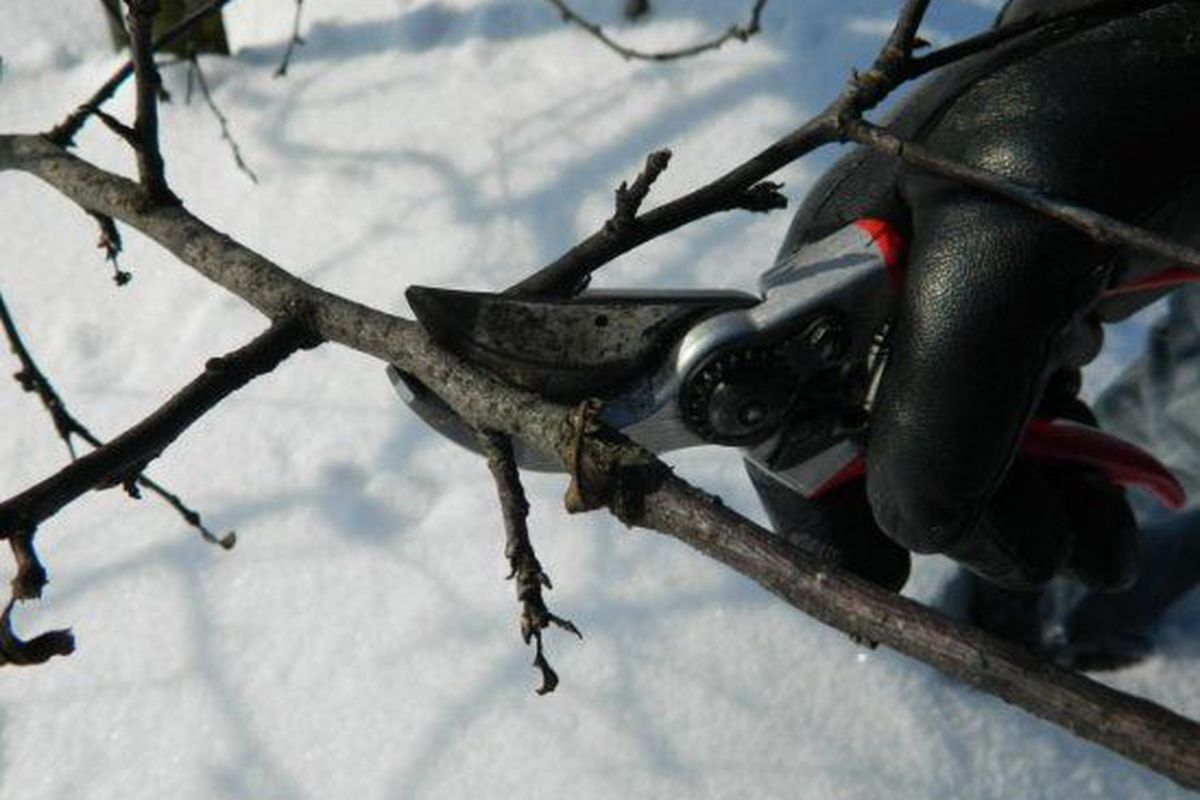 Обрезка деревьев зимой: советы для начинающих садоводов, чтобы сохранить сад