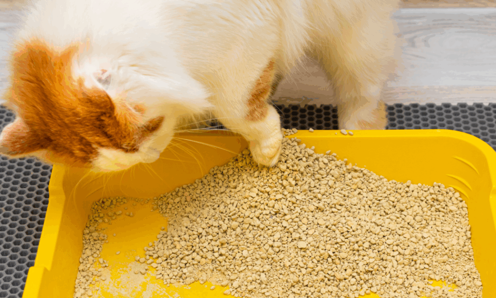 Как очистить кошачий лоток от налета: простой способ с кипятком