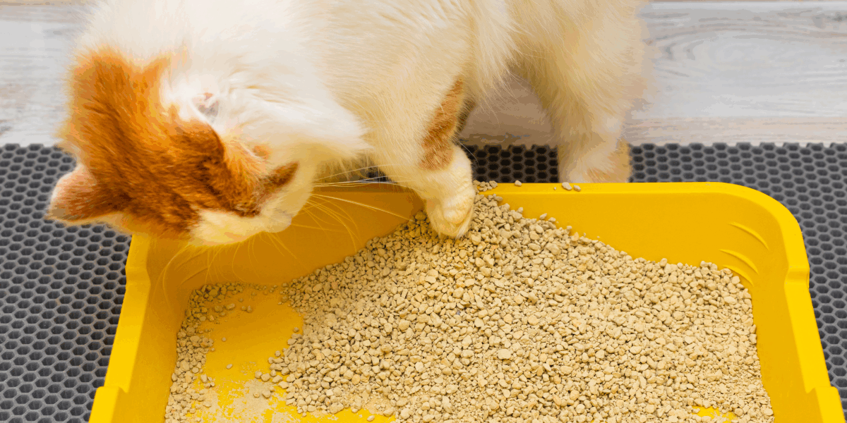 Как очистить кошачий лоток от налета: простой способ с кипятком