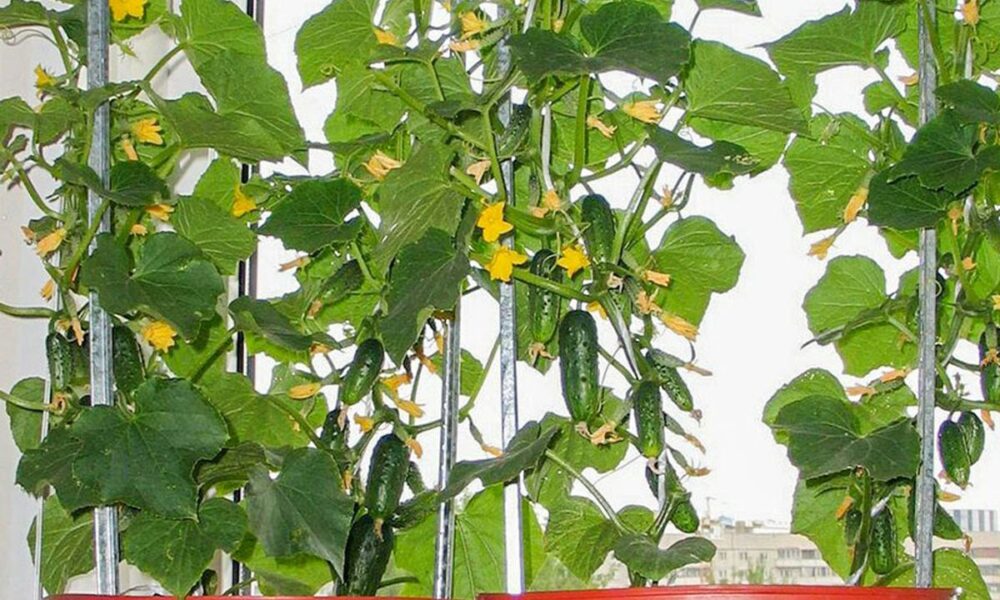 Свежая зелень зимой: выращиваем огурцы на подоконнике