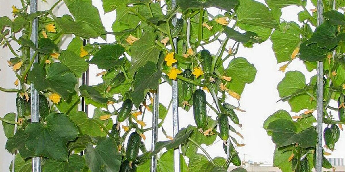 Свежая зелень зимой: выращиваем огурцы на подоконнике