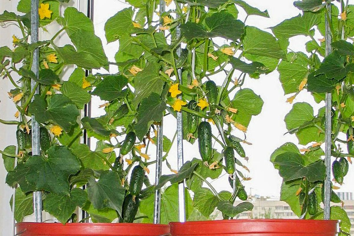 Свежая зелень зимой: выращиваем огурцы на подоконнике