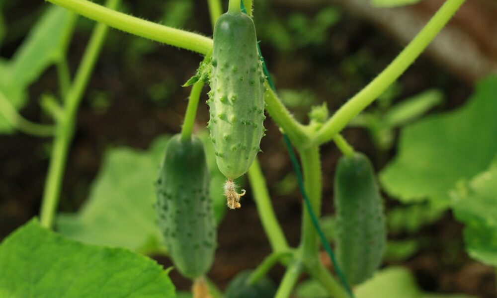 Как защитить огород от заморозков: советы для хозяйки