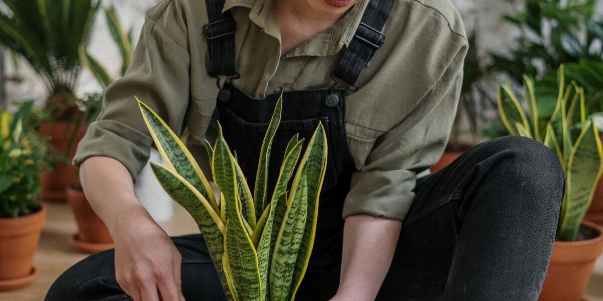 Как избавиться от мошек в комнатных растениях: советы для хозяек