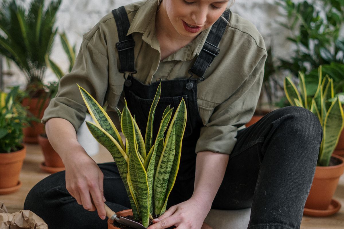Как избавиться от мошек в комнатных растениях: советы для хозяек