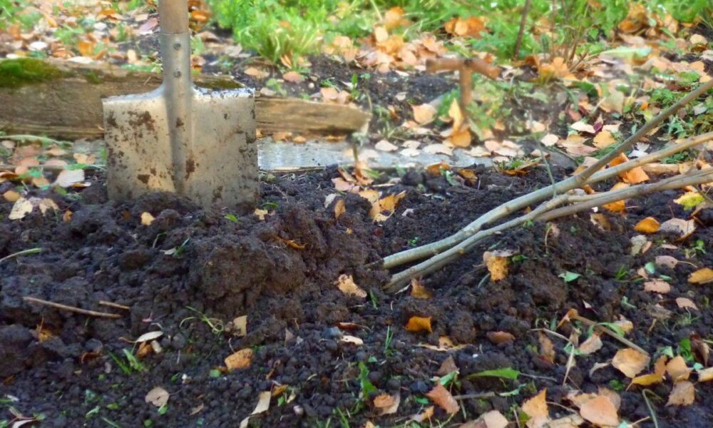 Готовим сад к зиме: как правильно прикопать саженцы до весны