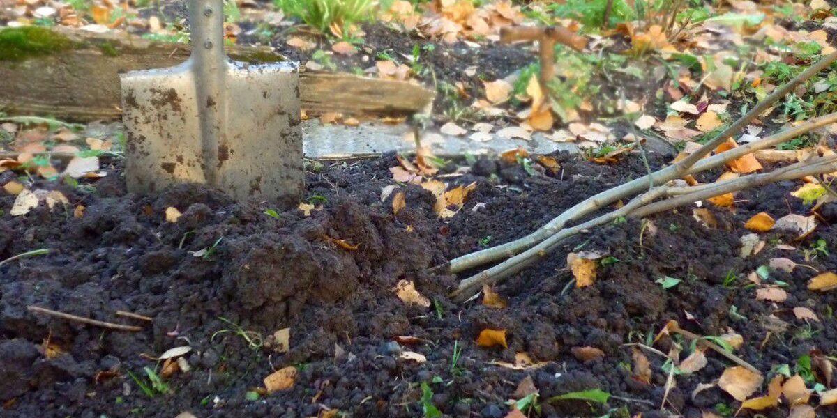 Готовим сад к зиме: как правильно прикопать саженцы до весны