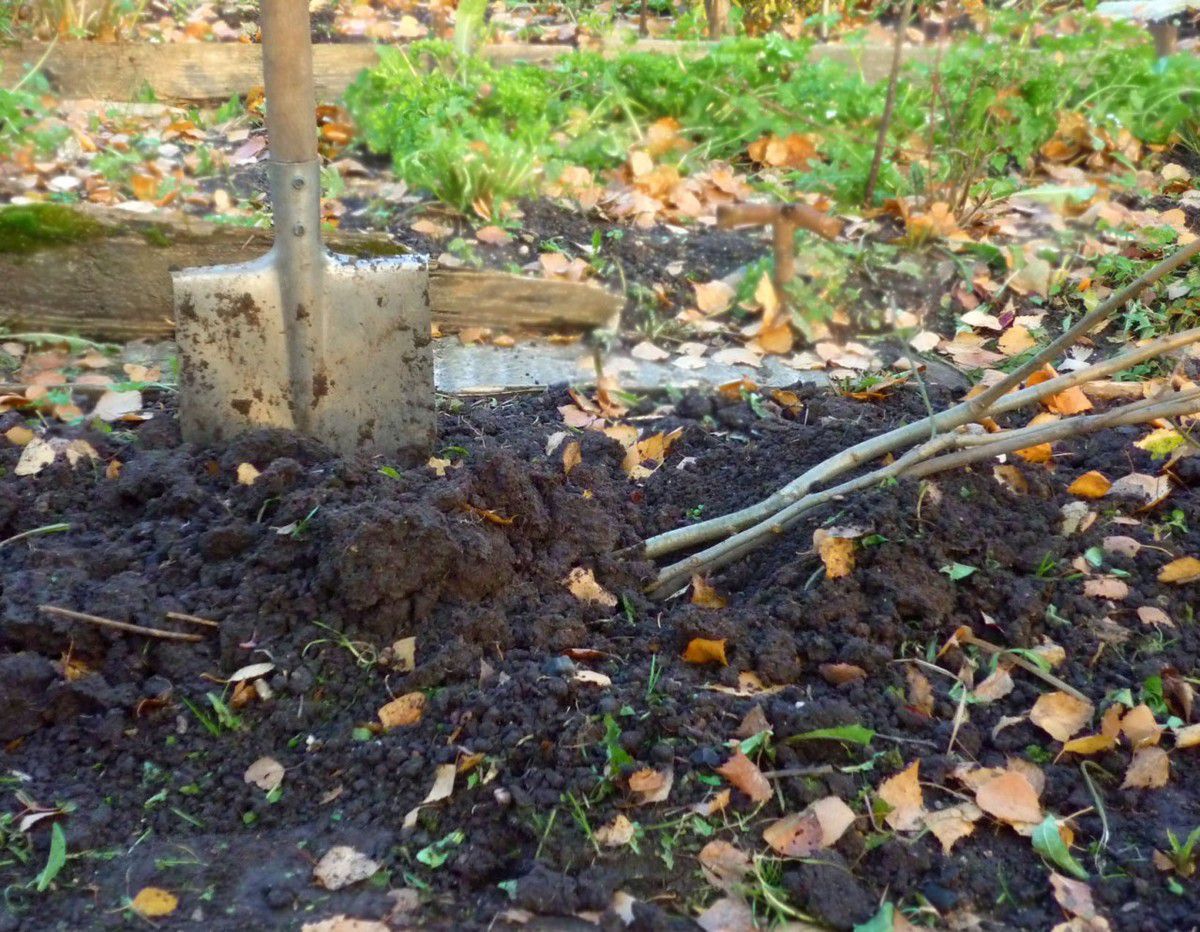 Готовим сад к зиме: как правильно прикопать саженцы до весны