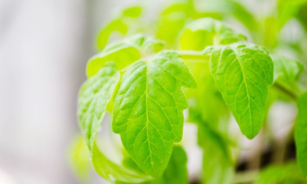 Секреты богатого урожая: используем ботву с пользой для сада и огорода