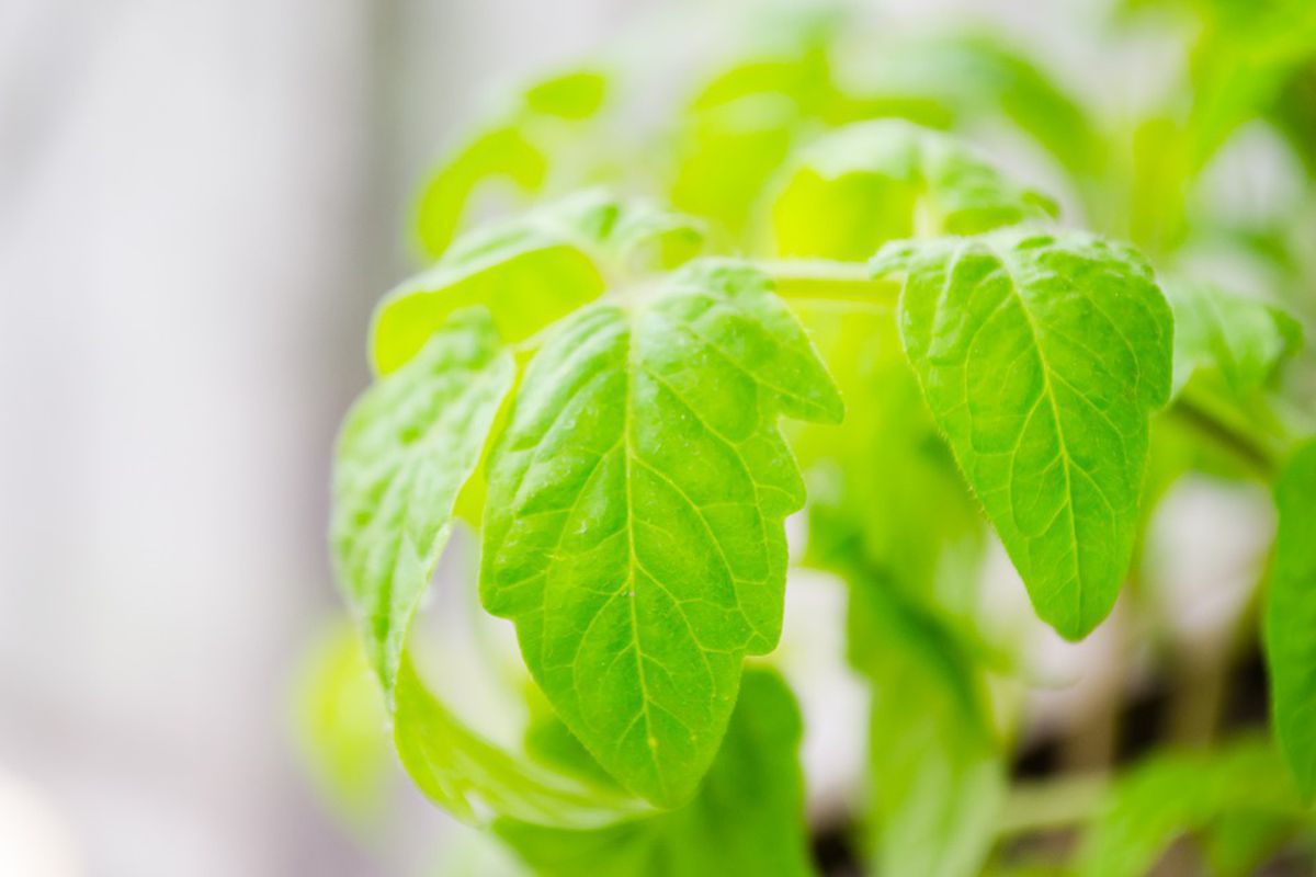 Секреты богатого урожая: используем ботву с пользой для сада и огорода