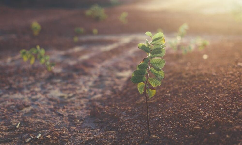 Осенние хлопоты в саду и огороде: полезные советы для хозяек