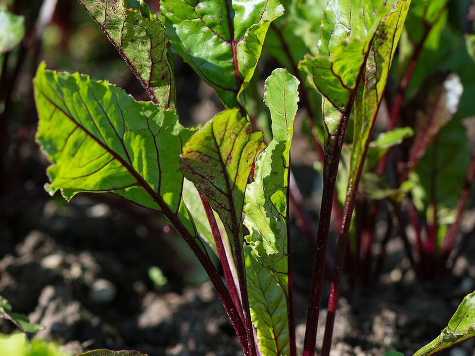 Секреты удачного огорода: что посадить рядом с буряком для богатого урожая