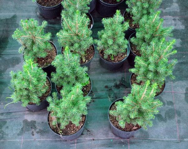 Почему не стоит сажать ель возле дома: советы хозяйкам