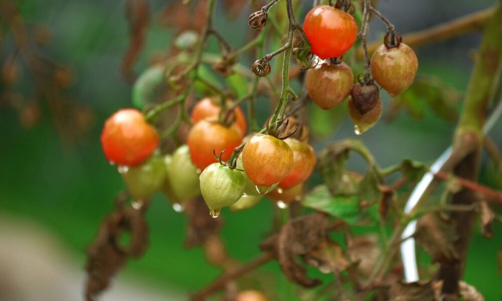 Что делать с ботвой после сбора урожая: полезные советы для хозяйки