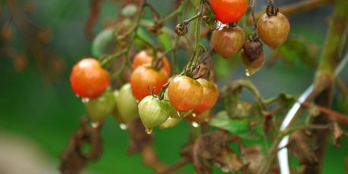 Что делать с ботвой после сбора урожая: полезные советы для хозяйки