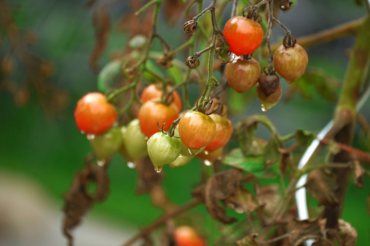 Что делать с ботвой после сбора урожая: полезные советы для хозяйки