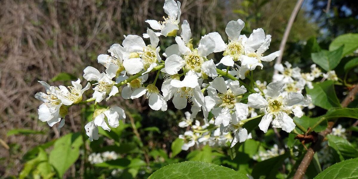 Приметы о цветении черемухи: народные советы для хозяйки