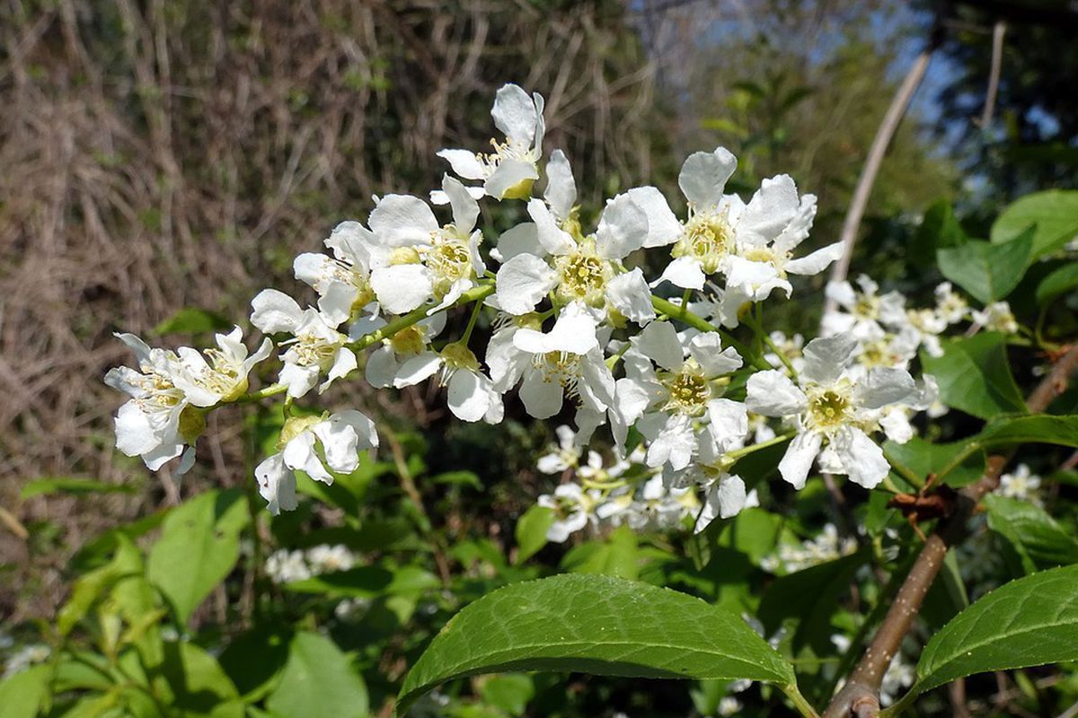 Приметы о цветении черемухи: народные советы для хозяйки