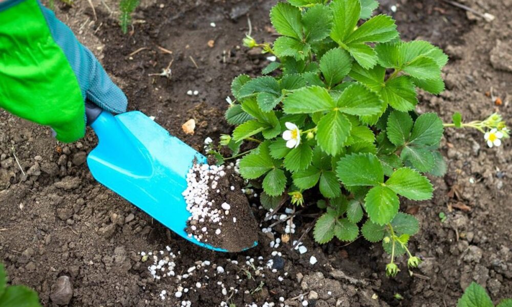 Чем подкормить клубнику в августе: советы для богатого урожая